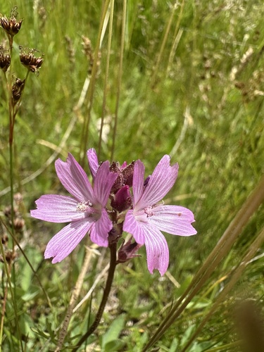 Image of Big Bear Checkerbloom (Sidalcea pedata) by (c) Melanie J. Davis, some rights reserved (CC BY)
