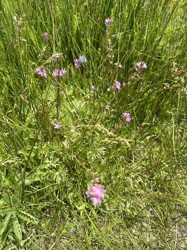 Image of Big Bear Checkerbloom (Sidalcea pedata) by (c) Melanie J. Davis, some rights reserved (CC BY)