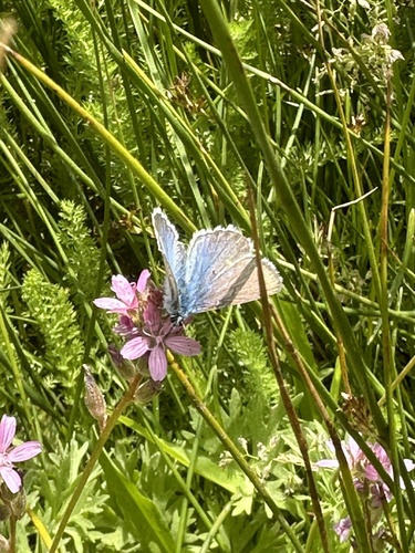 Image of Big Bear Checkerbloom (Sidalcea pedata) by (c) Melanie J. Davis, some rights reserved (CC BY)