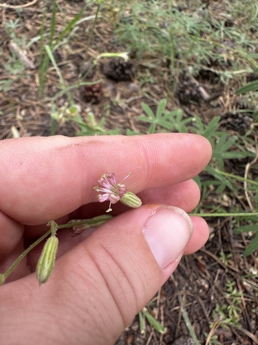Image of Silene verecunda by (c) Melanie J. Davis, some rights reserved (CC BY)