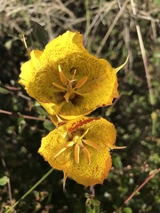Calochortus weedii weedii