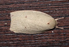 Euchaetis holoclera