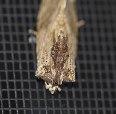 Antithemerastis acrobela