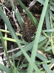 Neonemobius mormonius