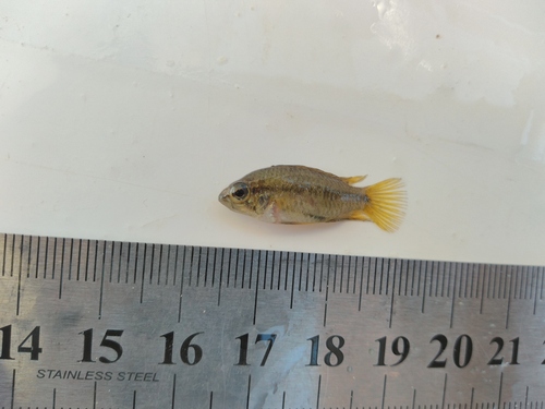 Threestripe dwarf cichlid (Apistogramma trifasciata) — Cichlidae — 3