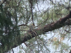 Melanerpes aurifrons