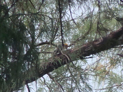 Melanerpes aurifrons