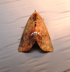 Hypsoropha hormos