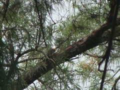 Melanerpes aurifrons