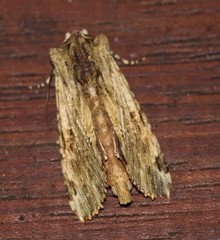 Antithemerastis acrobela