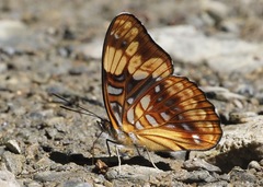 Adelpha saundersii