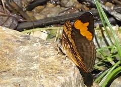 Adelpha saundersii