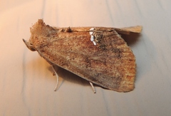Hypsoropha hormos