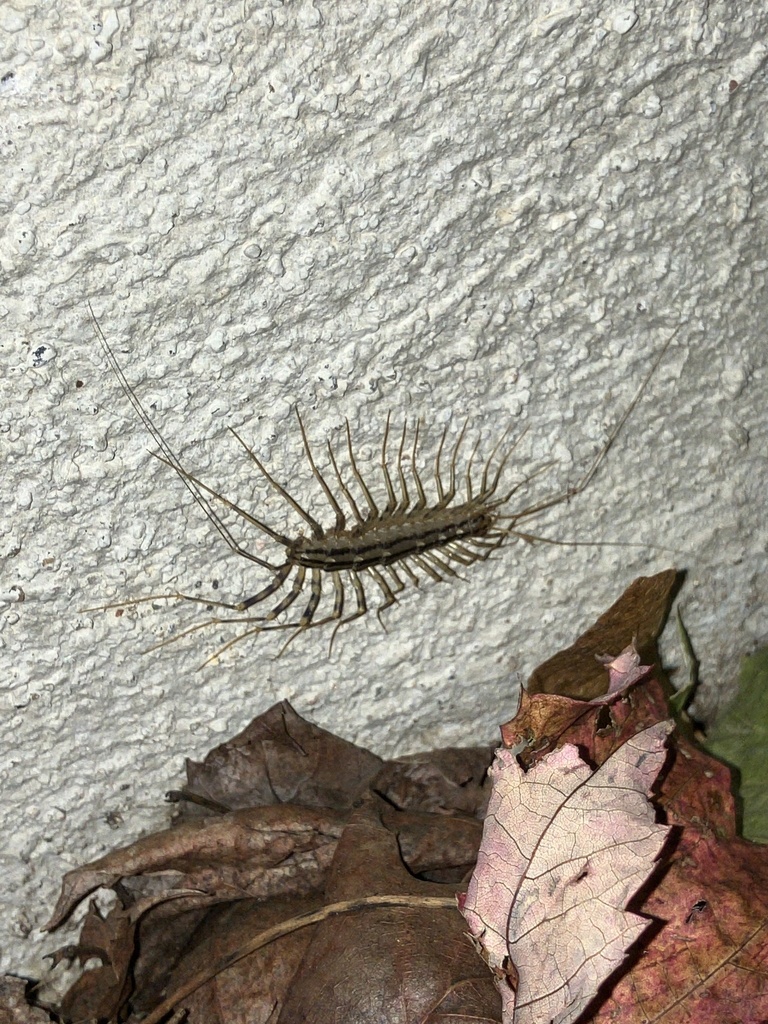 House Centipede from W 37th St, Minneapolis, MN, US on September 18 ...