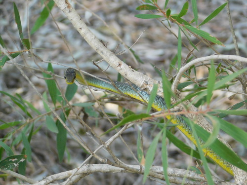 Common Tree Snake sighting