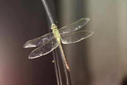 Common Green Darner