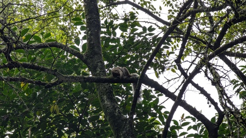 Allen's Squirrel