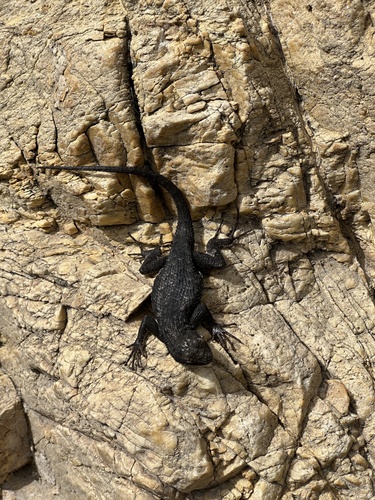 iNaturalist observation photo of Western Fence Lizard