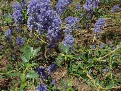 Ceanothus parvifolius