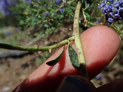 Ceanothus parvifolius