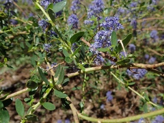 Ceanothus parvifolius