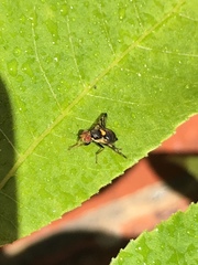 Rhagoletis cerasi