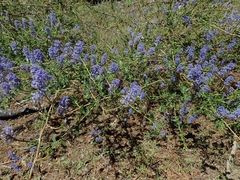 Ceanothus parvifolius