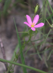 Sabatia campanulata