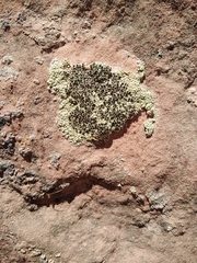 Lecanora argopholis