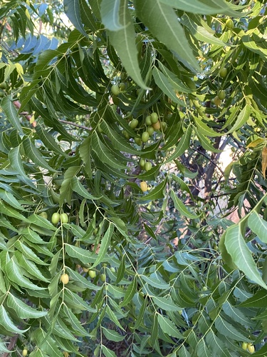 Azadirachta indica, 2024-09-18