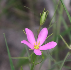 Sabatia campanulata