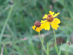 Helenium mexicanum