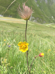 Geum × sudeticum