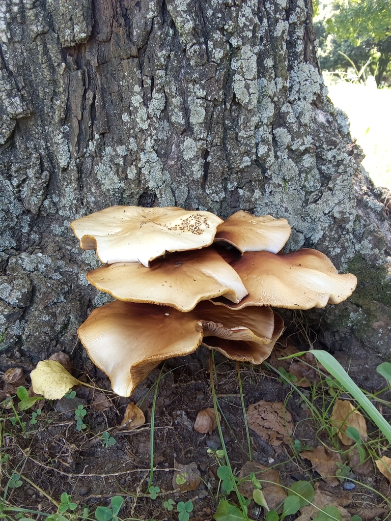 Cyclocybe cylindracea · September 2024 · photo: © hector_montero (iNaturalist, cc-by)