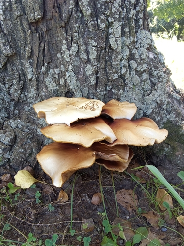 Cyclocybe cylindracea