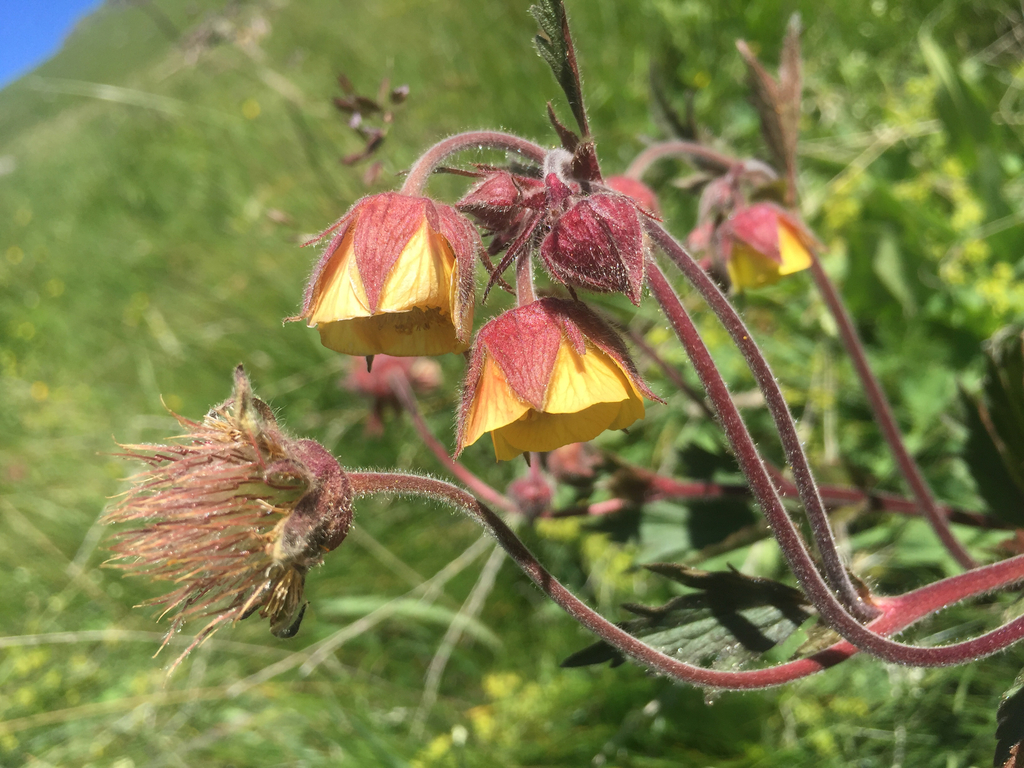 Geum × sudeticum