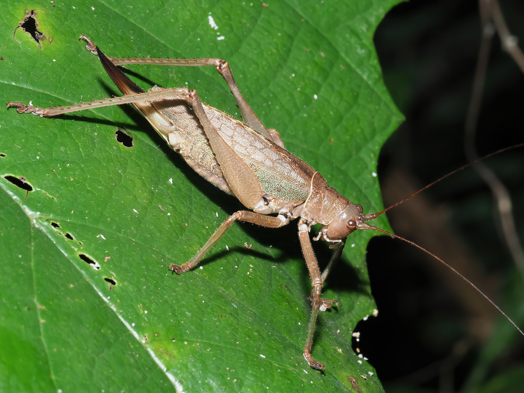 Idiarthron subquadratum