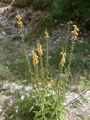 Digitalis laevigata graeca