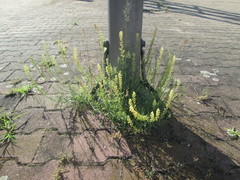 Reseda lutea