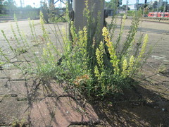 Reseda lutea