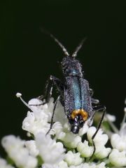 Clanoptilus elegans