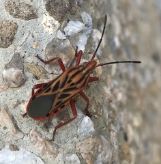 Microbasis maculata