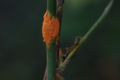 Phragmidium tuberculatum