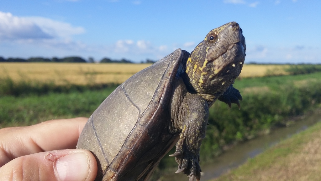 トウブドロガメ