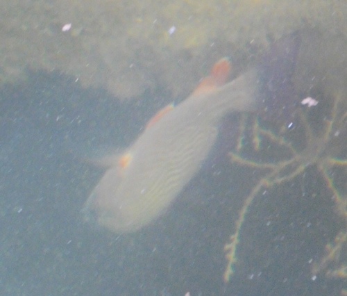 Lutjanidae