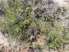 Parryella filifolia