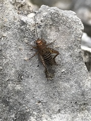 Neonemobius mormonius