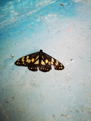 Baronia brevicornis brevicornis