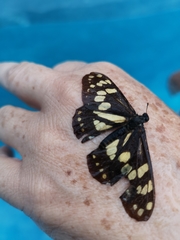 Baronia brevicornis brevicornis