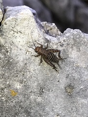 Neonemobius mormonius